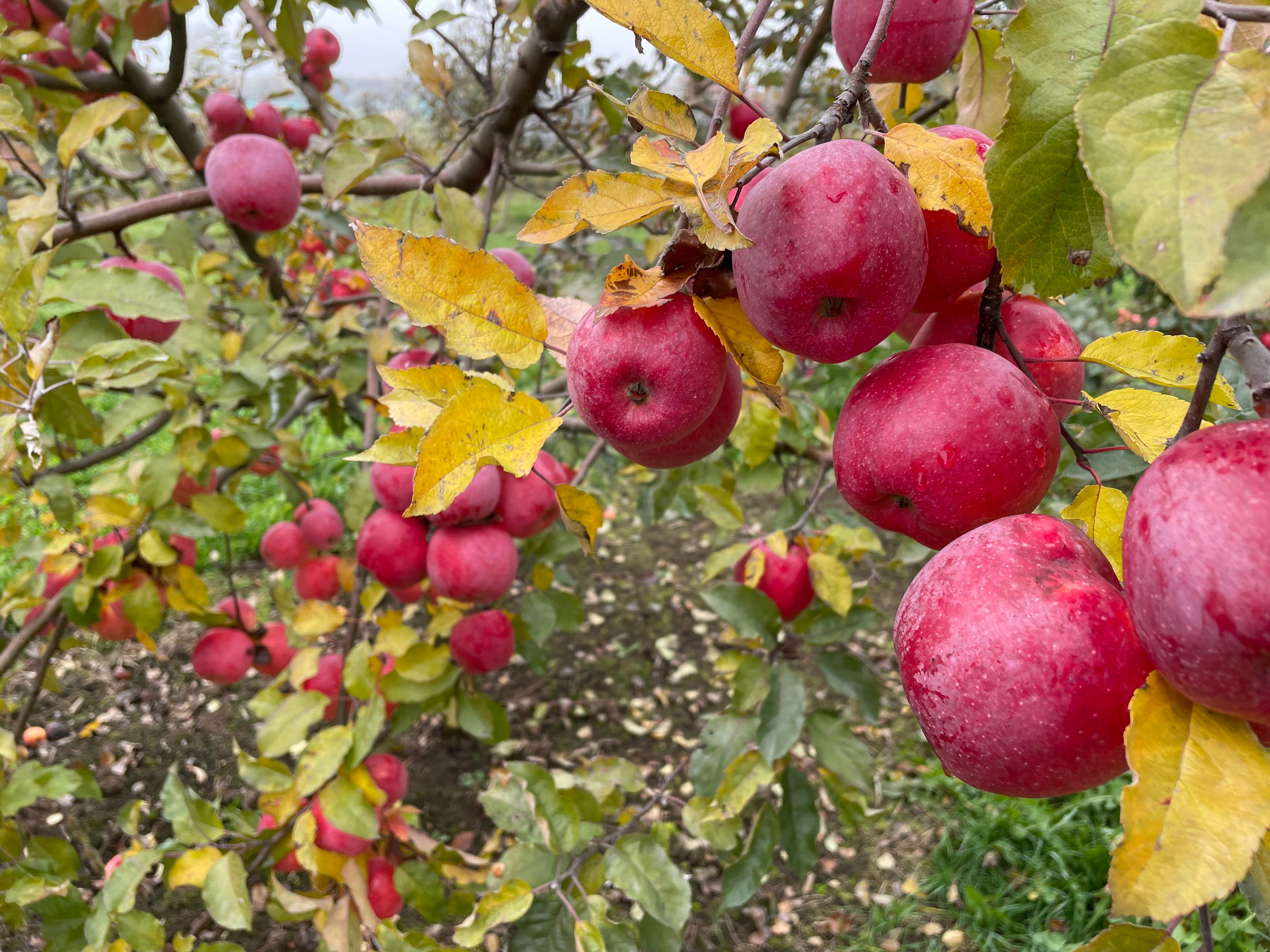 Csibi Kinga archívumábó